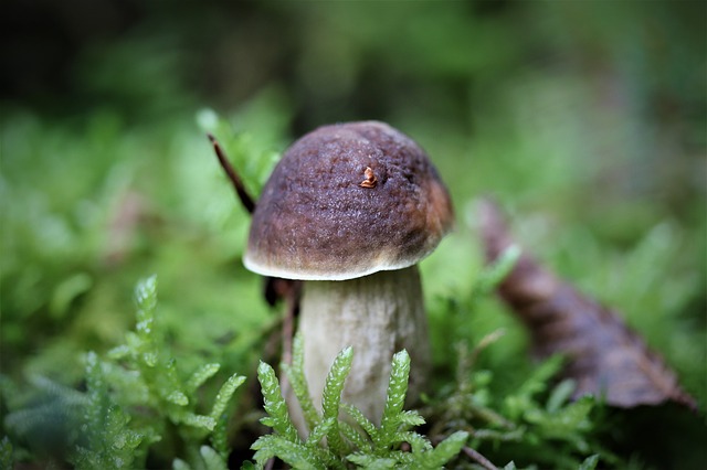 Detail na houbu.jpg